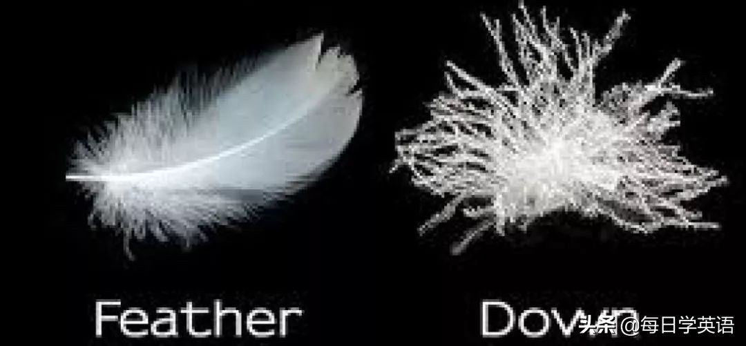 羽绒服的英文怎么说,我怎么就没想到英文