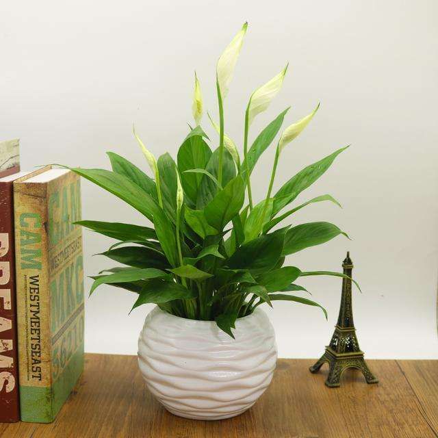 白掌不旺盛啥原因,白掌快速处理的方法如下