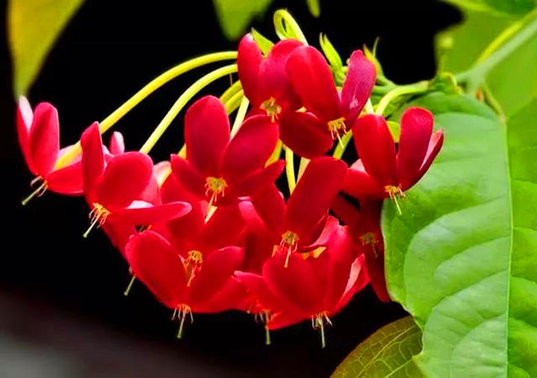 使君子是药用植物吗,农村常见的野草药用功效