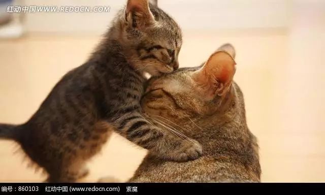 母猫怀孕期间可以吃驱虫药吗,母猫在怀孕期间打针了