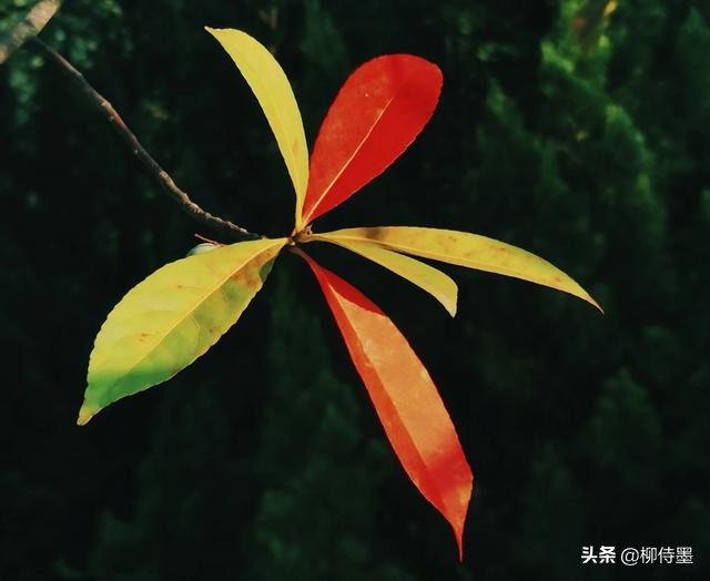 摄影新手如何拍摄照片教程,新手学习摄影入门第一步