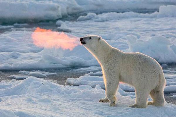 世界上最危险的狗与鬣狗,森蚺和鬣狗哪个厉害