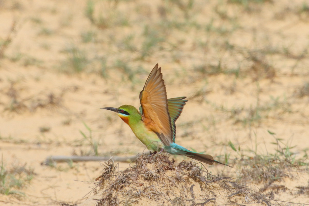 佳能eos90d适合拍产品么,佳能eos90d拍摄效果