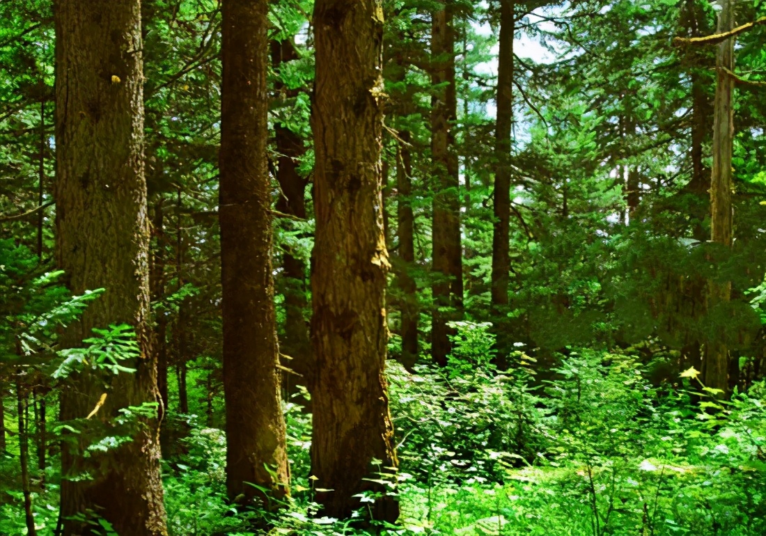 为什么大家都不推露水河,露水河板和禾香板的区别