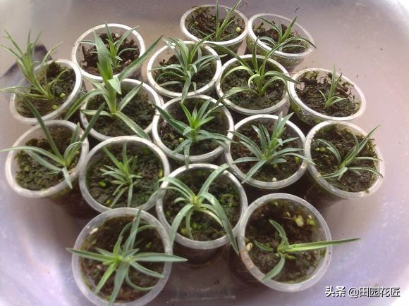 康乃馨黄叶花苞干枯怎么办,康乃馨长红蜘蛛的表现图片