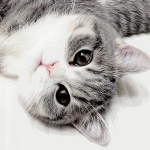 猫咪独自在家怕乱跑怎么办,猫咪独自在家孤单怎么办