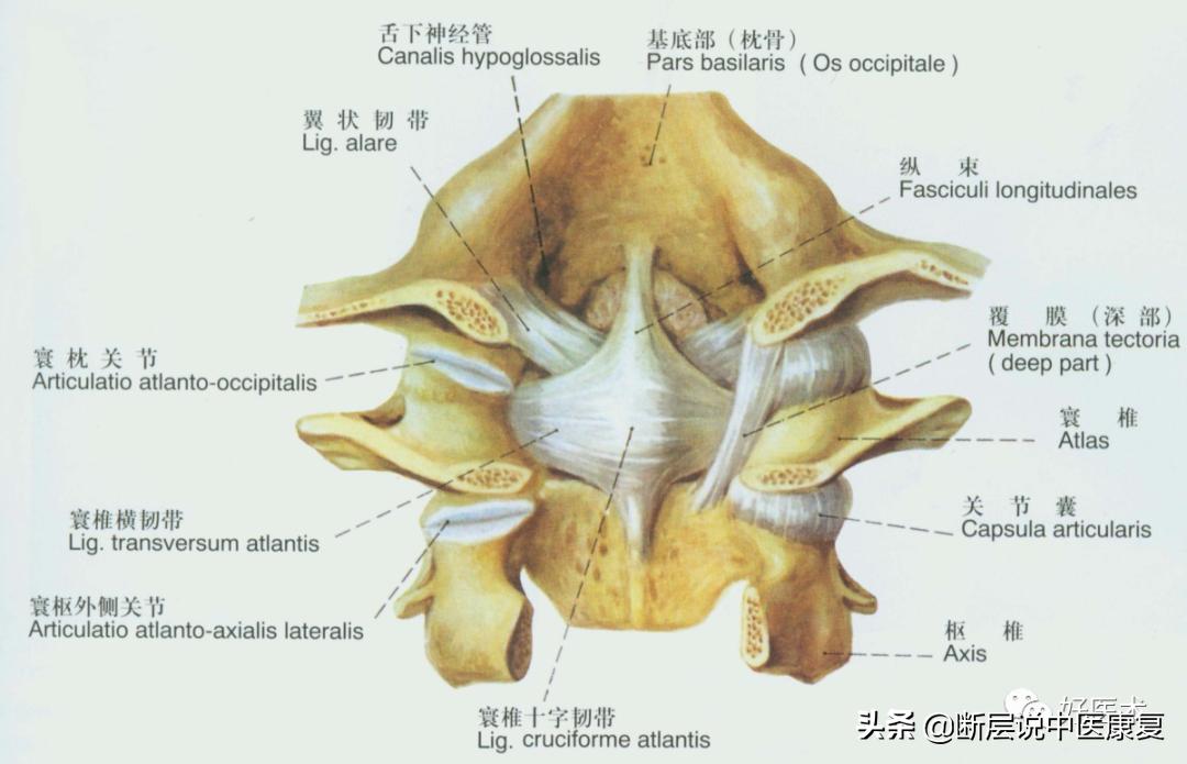 脊柱韧带的走行与位置,脊柱相关病九大诊治区图