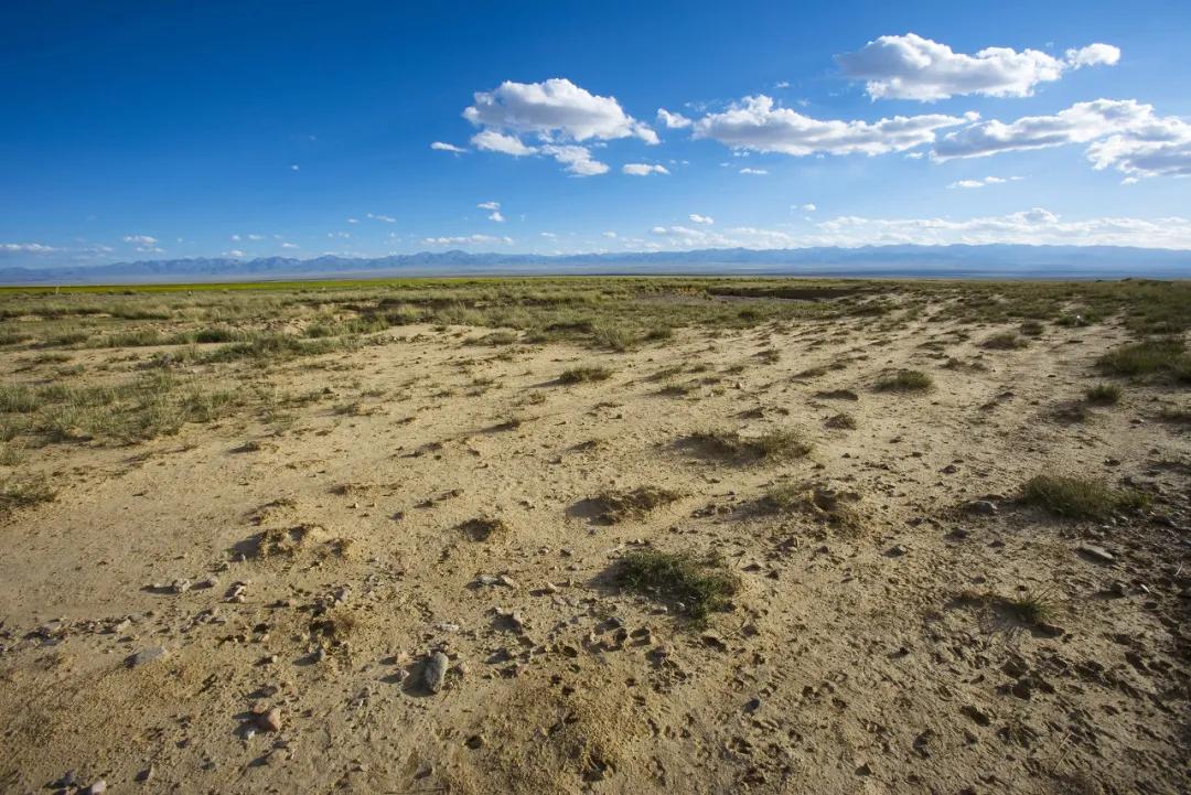 谁在保护金丝猴,谁在保护北极熊