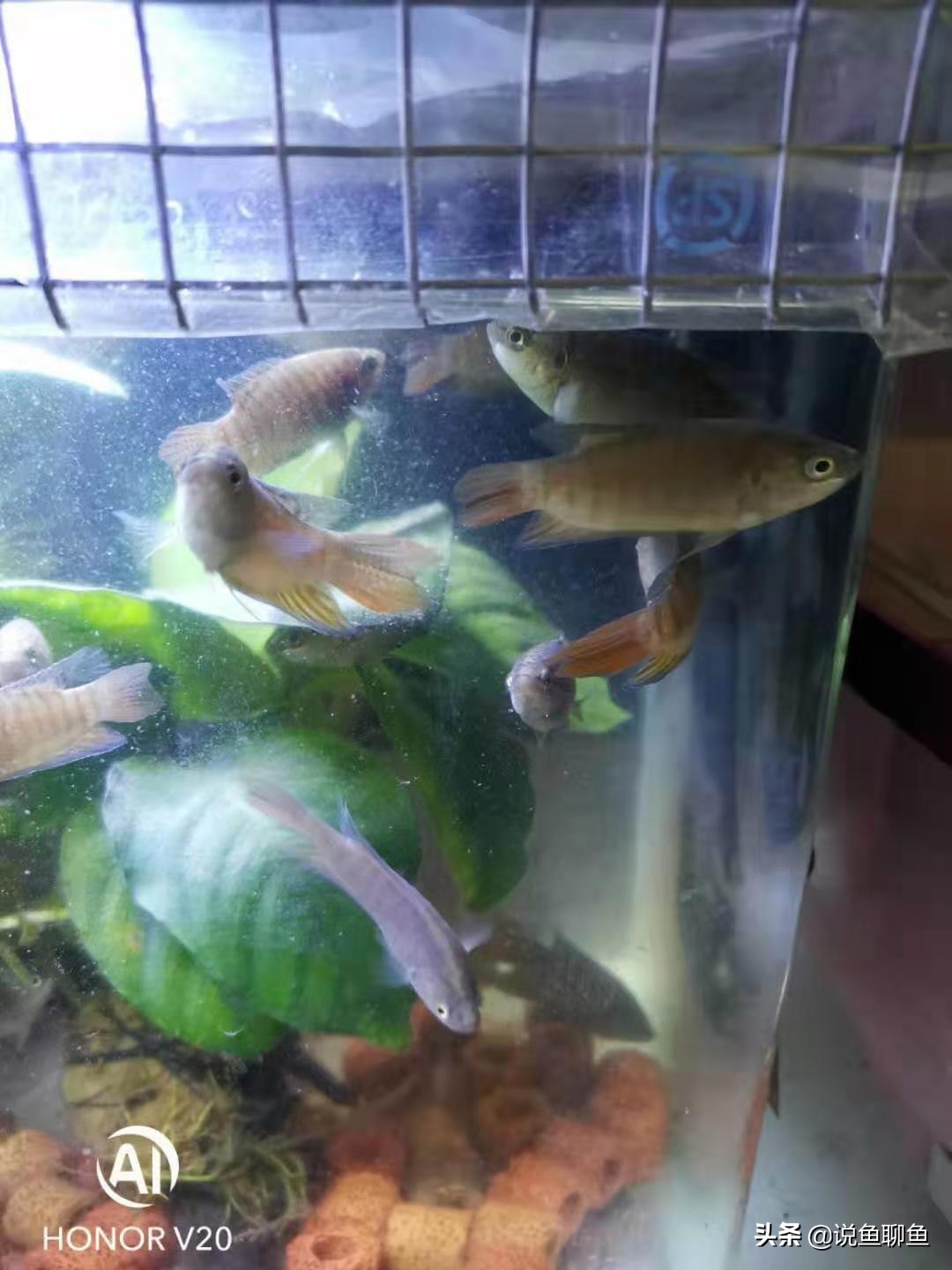 粉丝发私信求救,粉丝向主播求救