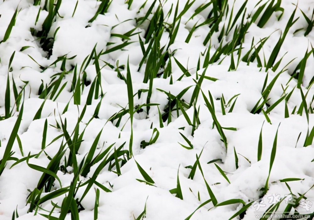 描写瑞雪兆丰年诗句集锦,瑞雪兆丰年的唯美诗句有哪些