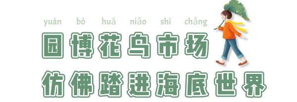 逛逛园博花鸟市场,园博花鸟市场攻略