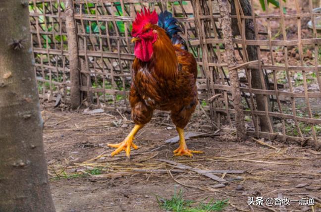 鸡的人工授精是怎么做的,肉鸡品种人工授精