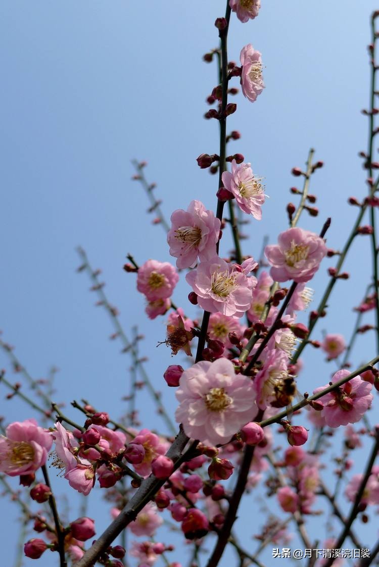 梅开二度，一段鲜为人知的爱情故事「梅花见证纯美的爱情」