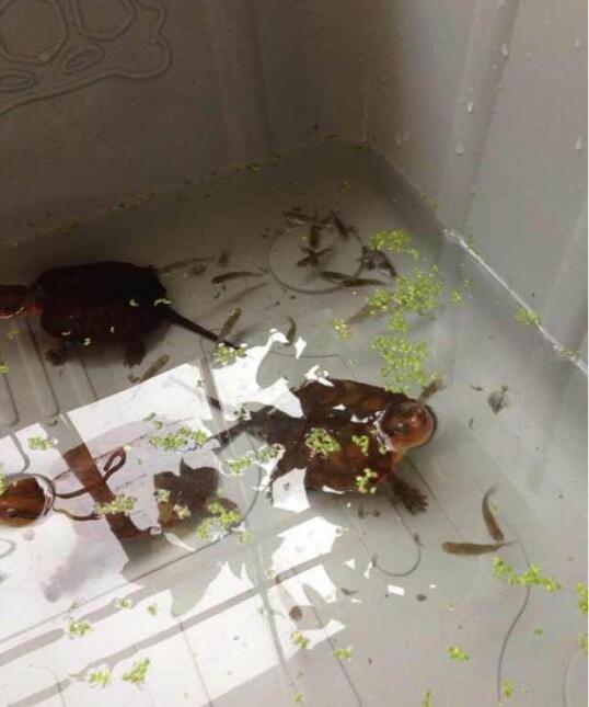 龟总打架怎么解决,龟打架要及时分开吗