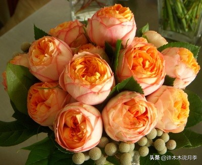 月季烂根的补救办法,月季烂根是什么原因