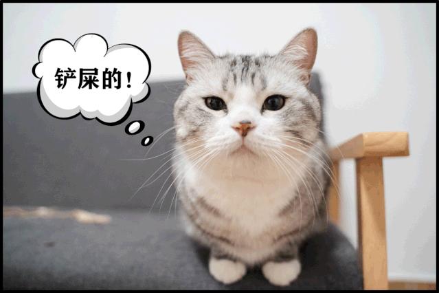 养宠物的哪个瞬间让你最崩溃,养宠物的24个扎心日常