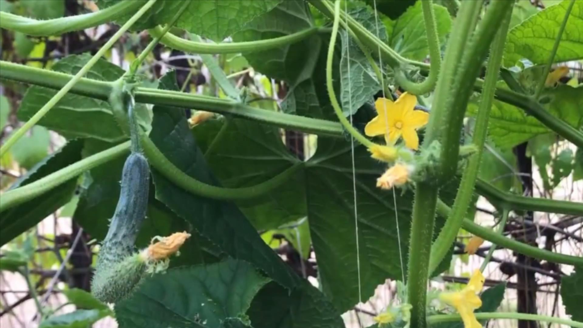 黄瓜打没打药,黄瓜打激素位置图解