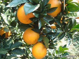 广东梅州客天下旅游攻略,广东梅州梅城旅游攻略