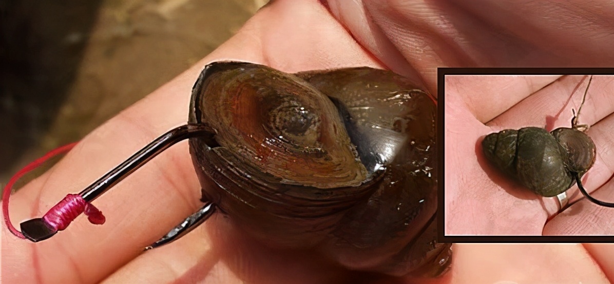 我，田螺！保护动物，不许打窝钓鱼，钓友：换马甲就不认识你了？