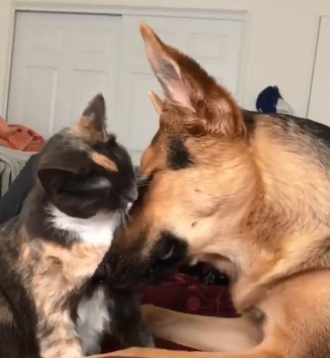 德牧从小养到大,德牧把猫当成宝贝养