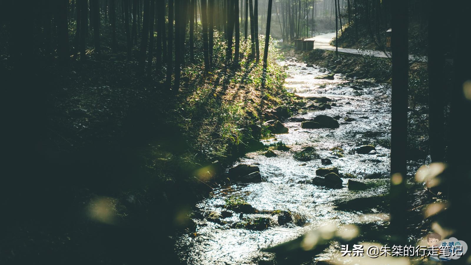 中国最大最好的竹海是哪里,中国最大竹海面积104万亩