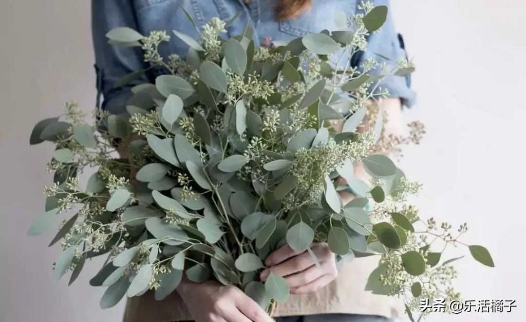 大叶尤加利插花,尤加利干花教程