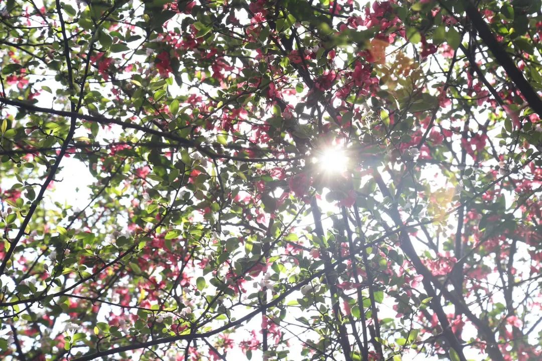 陆游春节的诗,陆游写的关于成都的诗