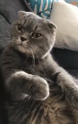 瀹犵埍鍥介檯鍔ㄧ墿璇婄枟涓績,瀹犵埍鍥介檯鍔ㄧ墿鍖婚櫌鍖椾含瑗跨珯