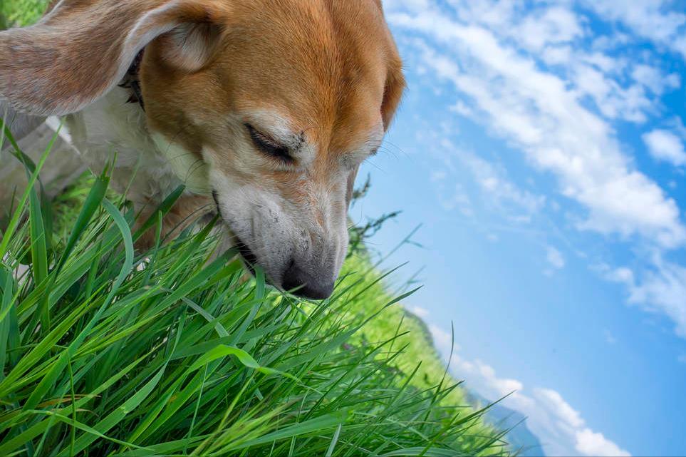 狗狗开始吐黄水后来吐血怎么回事,狗狗偶尔吐黄水是怎么了