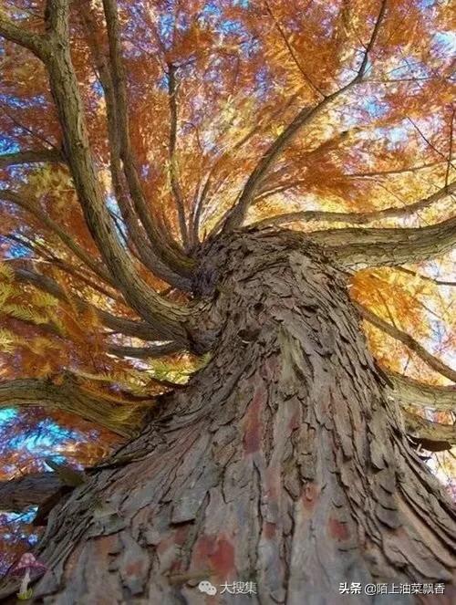 晚秋的浪漫、最后的舞蹈——落叶