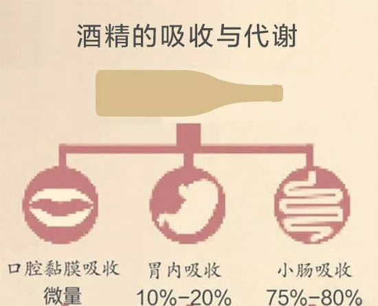 为什么喝起泡酒容易醉,为啥起泡酒好喝