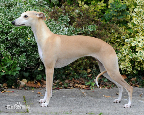 小型犬品种大全及图片柯基犬,不掉毛无体味性格温顺的小型犬