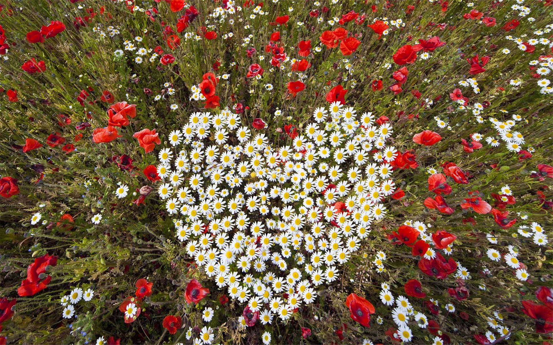 绝不变心恋爱中最专情的三大星座,十二星座专情的星座排名