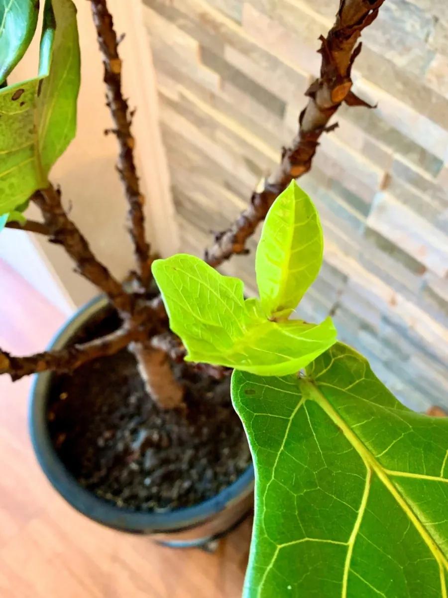 花买回来叶子蔫了怎么办,花掉花苞有什么好方法吗