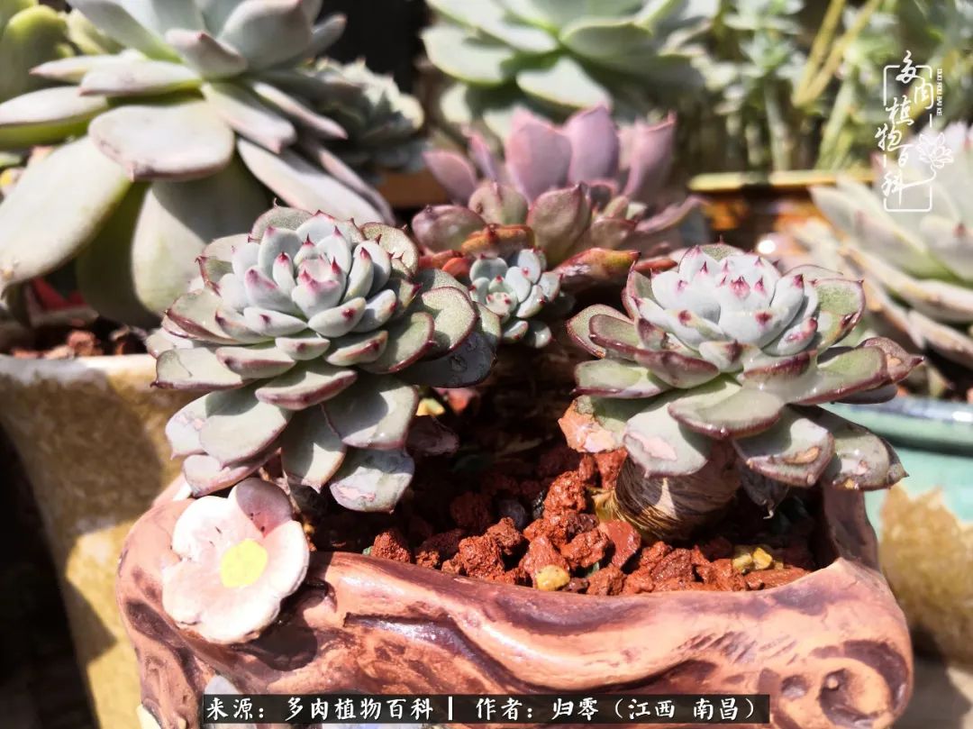 人生转个弯，在小院遇见落入凡间的多肉小精灵