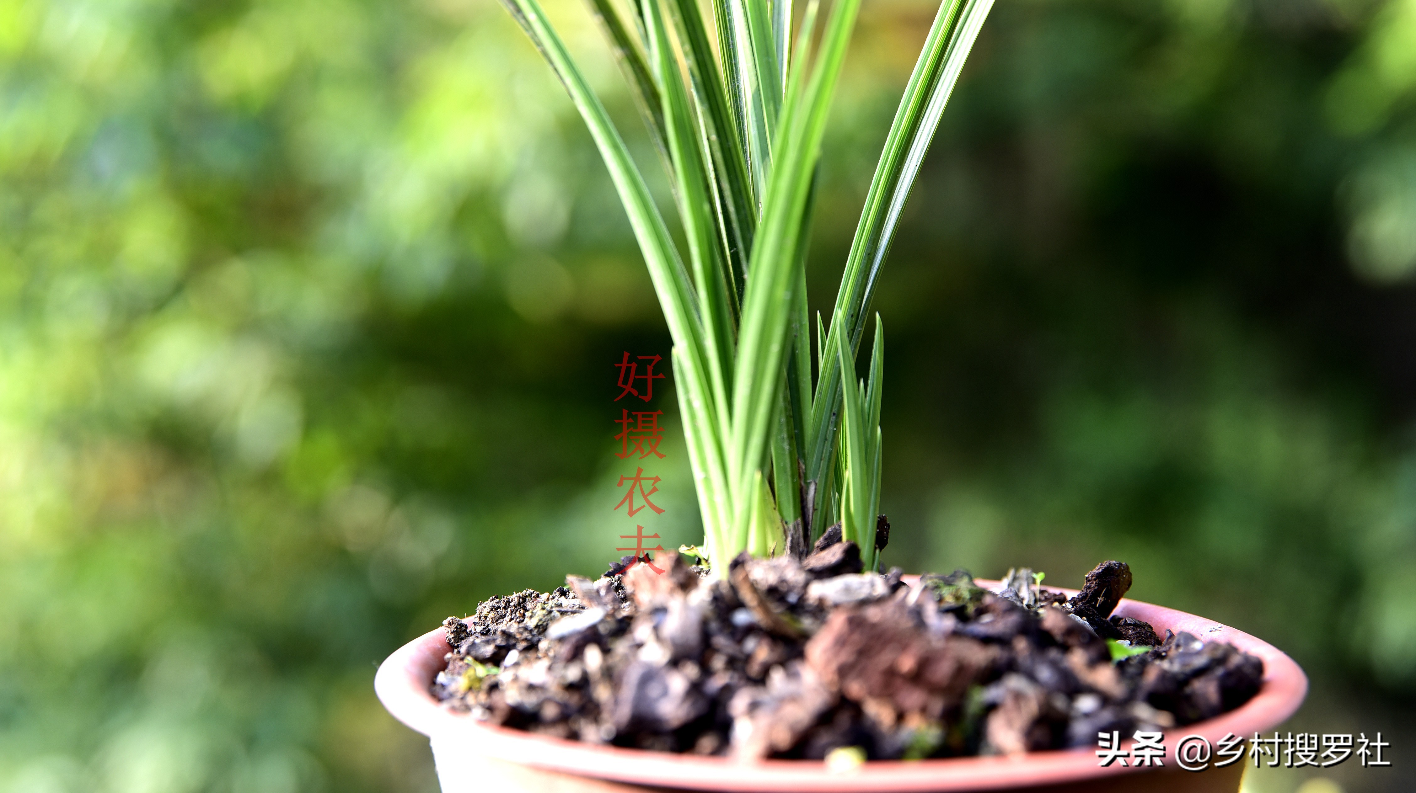 蕙兰海底芽形成原因,蕙兰苗怎么养才能壮