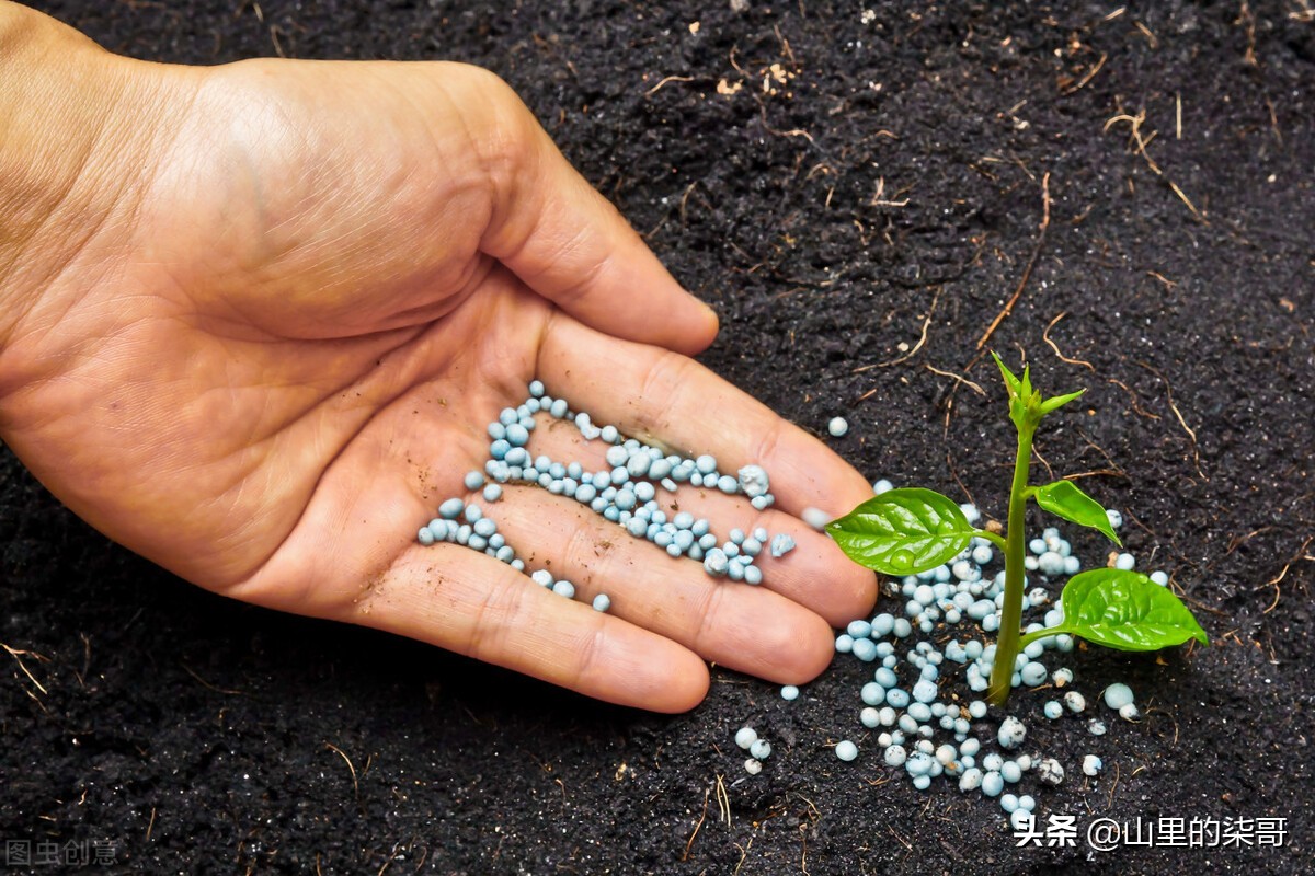 假肥料和真肥料的区别 (各种肥料真假辨别学会了才能高产)