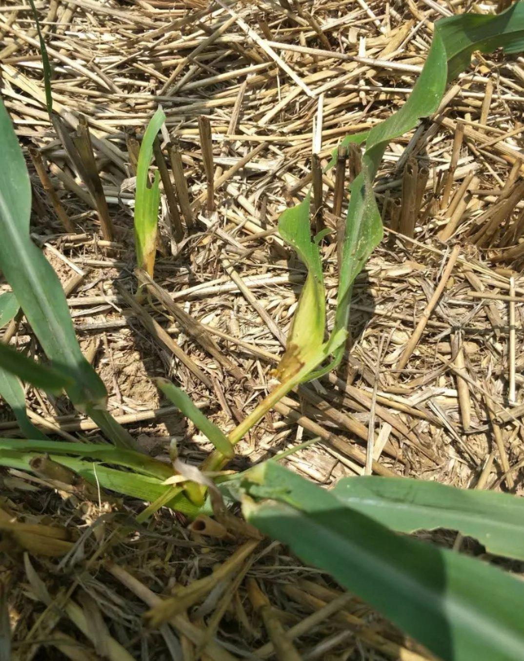 玉米大面积卷叶是怎么回事呢,玉米卷叶的原因和解决方法