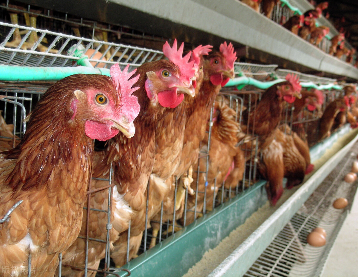 鸡为什么下软蛋主要有6个原因,鸡为什么下了硬蛋隔天下软蛋