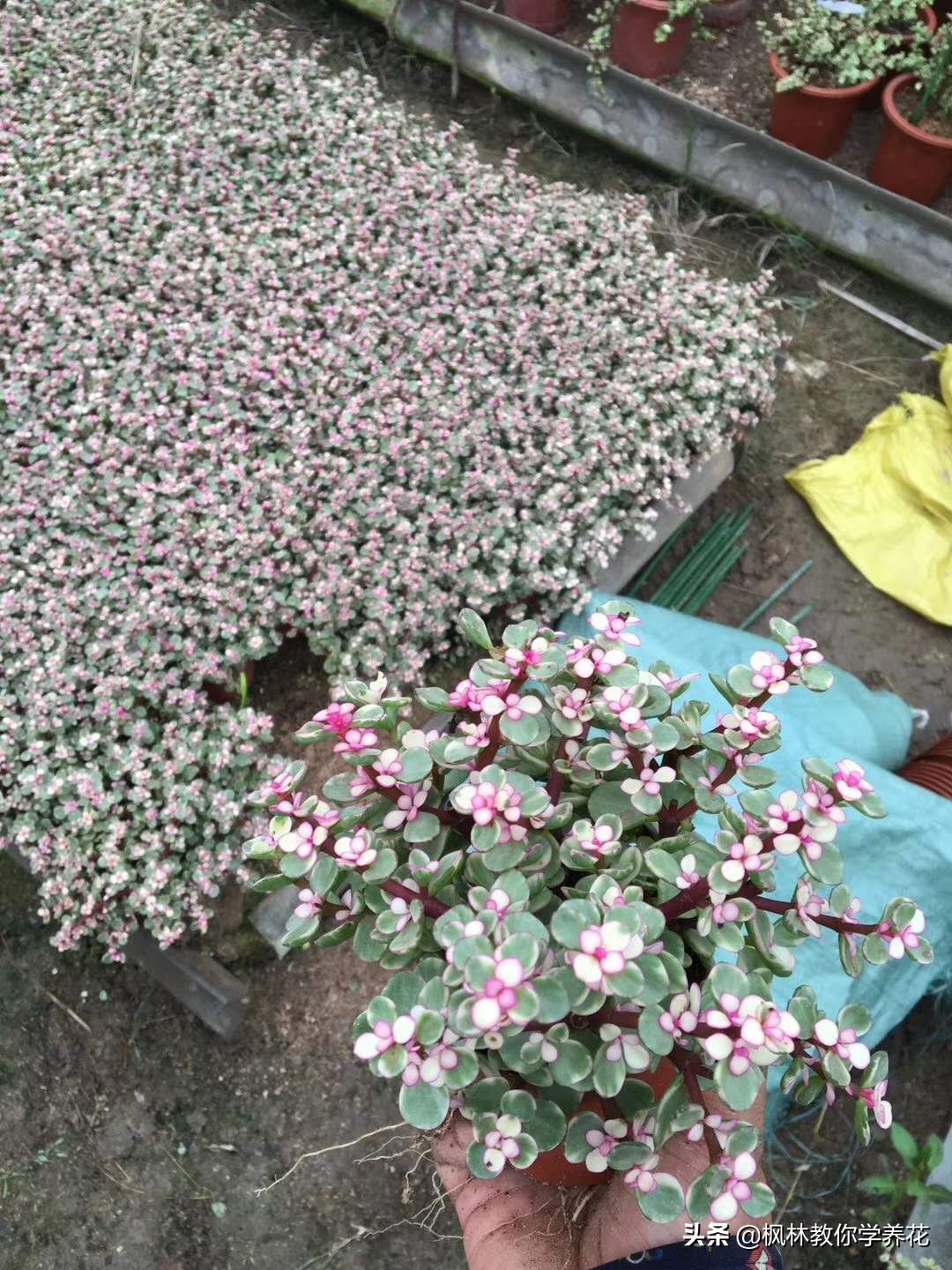 雅乐之舞怎样养叶片肥厚,雅乐之舞小苗怎么养才能长得快