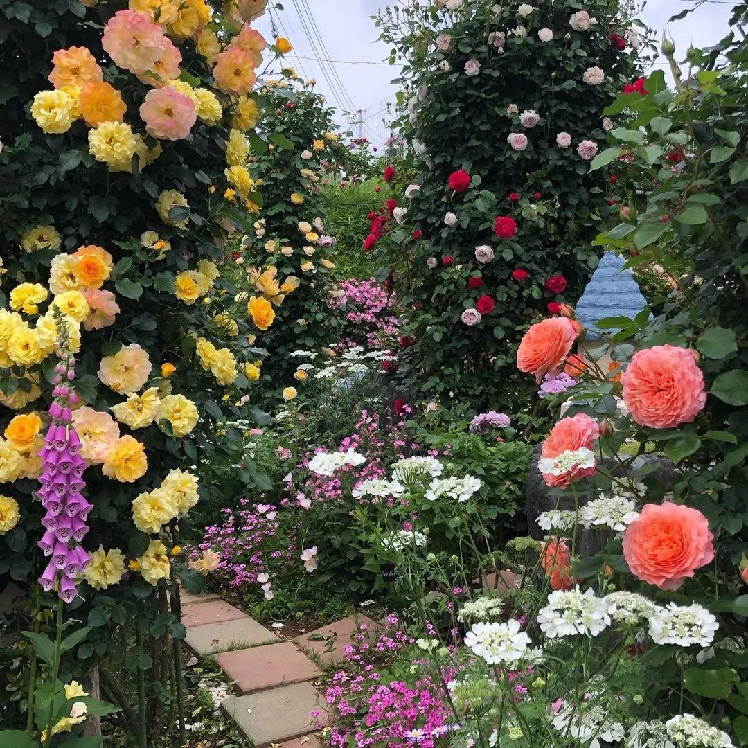 太毒了！“别人家”的月季花园，美到让人窒息