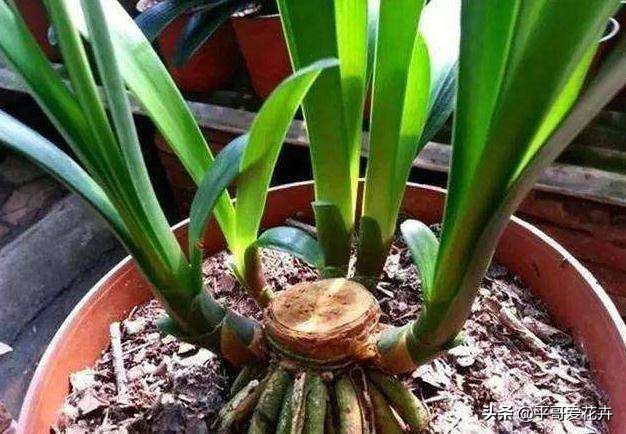 自制浇花水不板结,自制水溶液浇花的方法