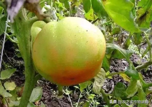 西红柿着色不均预防,大棚西红柿裂口并腐烂是什么原因