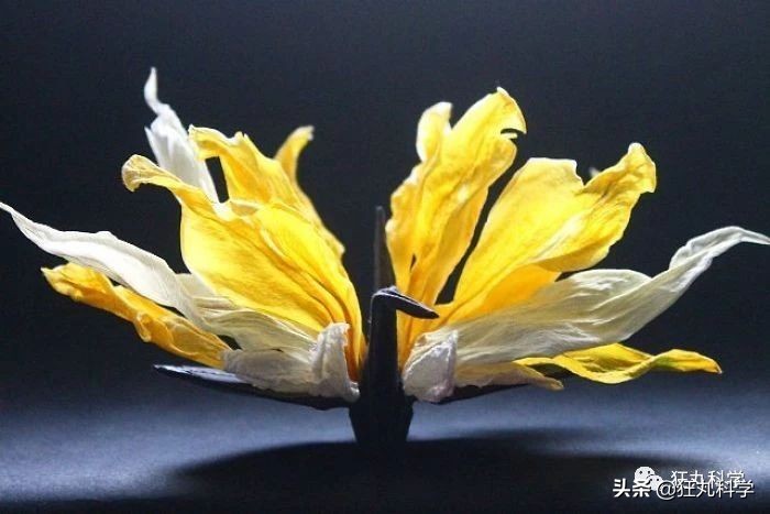 10种纸鹤折法,一天折50个千纸鹤