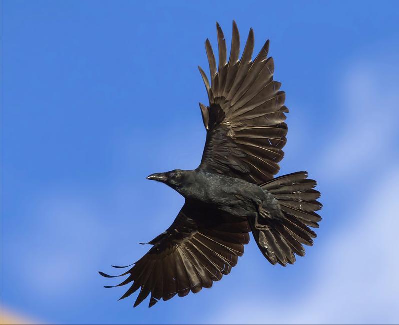 东江揽胜,惠州淡水常见鸟类图谱