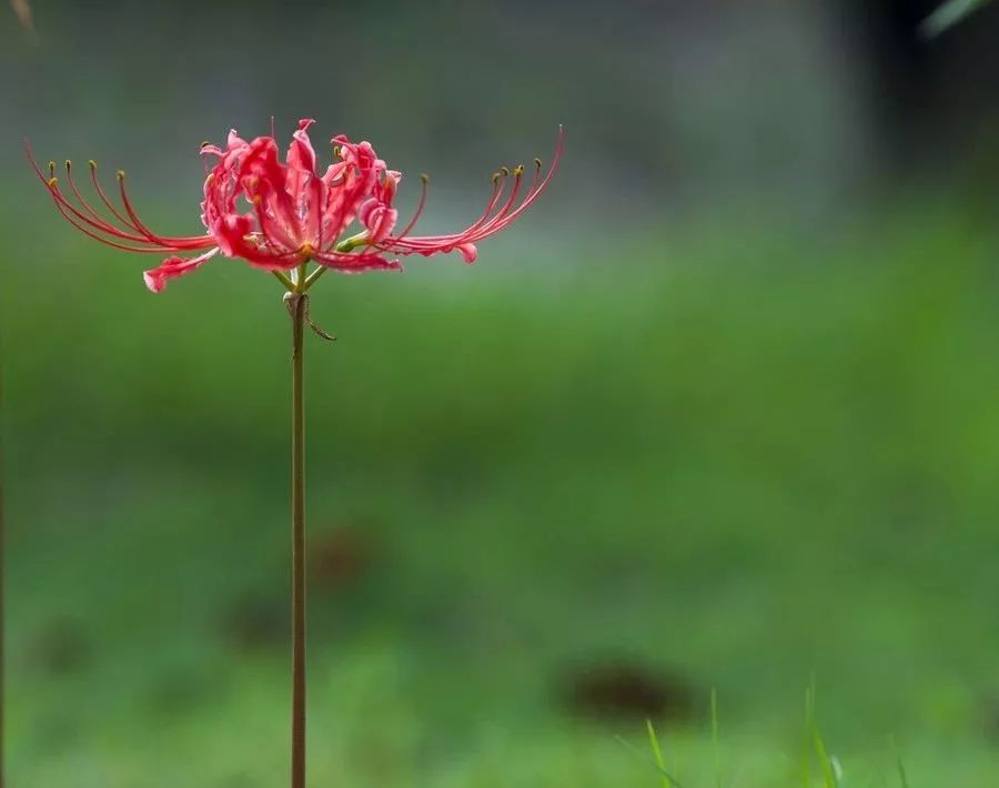 灵魂摆渡曼珠沙华的结局,灵魂摆渡的旁白曼珠沙华