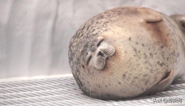 大阪海洋馆小海豹,日本大阪海游馆