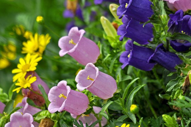 风铃草叶绿蔫了土湿的补救办法,风铃草蔫了怎么补救