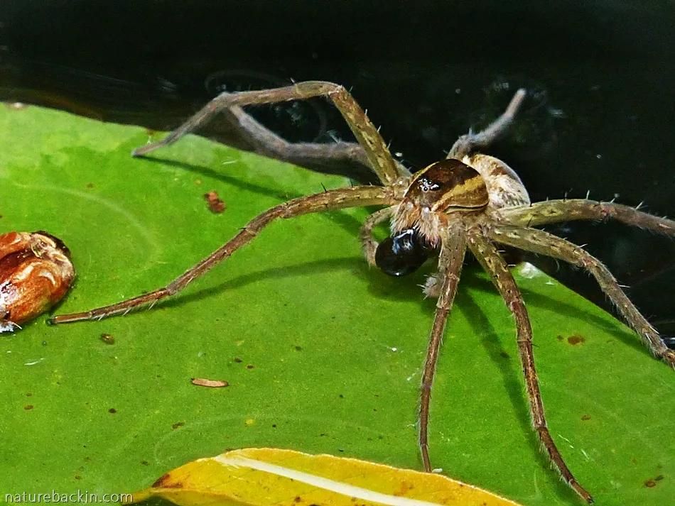 菜园里有白色的小飞虫,菜园里的神奇昆虫在哪里