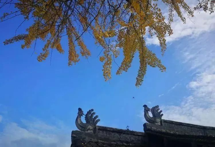 温州银杏哪里最美,温州秋冬的银杏树确实美